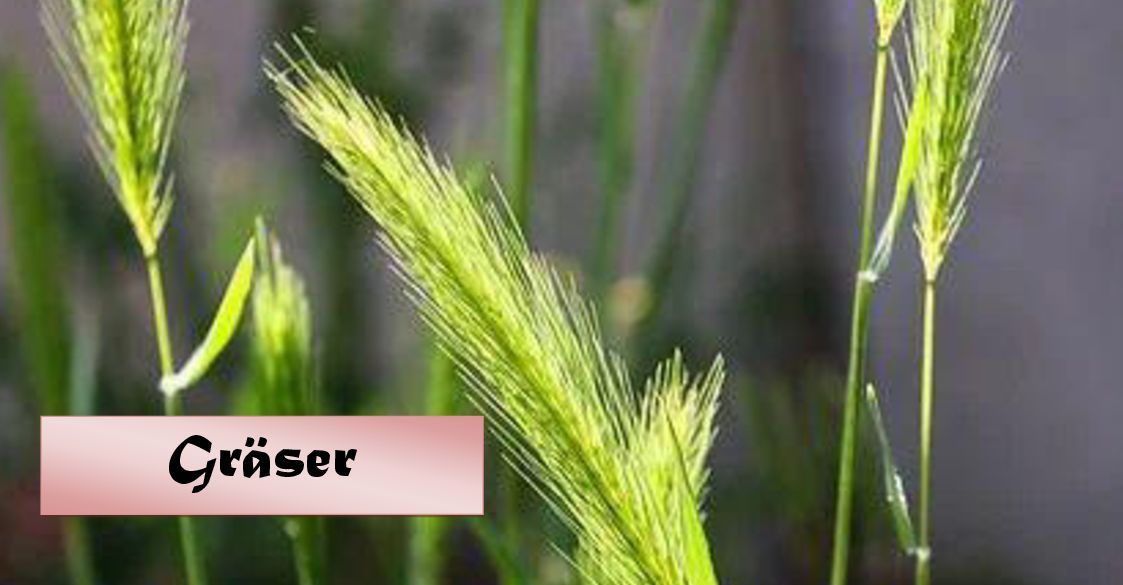 Gräser